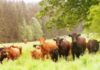 angus cattle drive